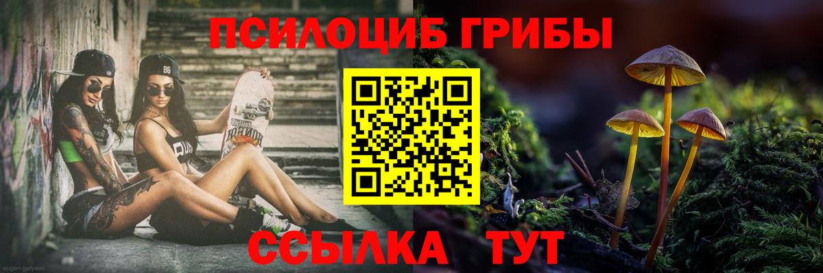 Псилоцибиновые грибы Psilocybe Балтийск